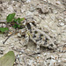 Day 5, Texas Horned Lizard, King Ranch, Norias Division