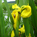 Sumpf-Schwertlilie (Iris pseudacorus)