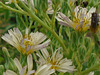 DSC01101a - Almeirão-roxo Lactuca canadensis, Asteraceae