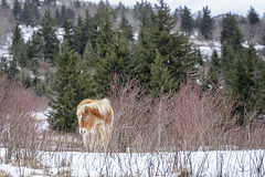 A Grayson foal