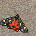 Scarlet tiger moth (Callimorpha dominula)