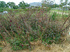 DSC01102 - hibisco ou kenaf Hibiscus cannabinus, Malvaceae