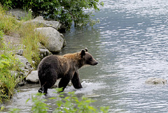 Brown Bear, Haines, Alaska