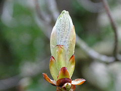 Horse chestnut bud
