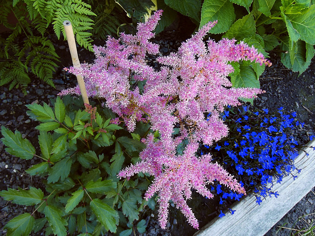 Pink astilbe for Betty