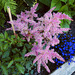 Pink astilbe for Betty