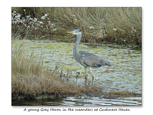 A Grey Heron Cuckmere Haven 21 10 2016