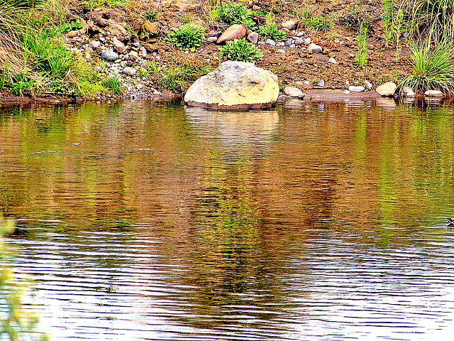 Mananui River Reflection