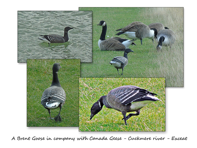 Brent & Canada Geese - Cuckmere - 21.10.2016