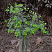 20191213-0849 Euphorbia rothiana Spreng.