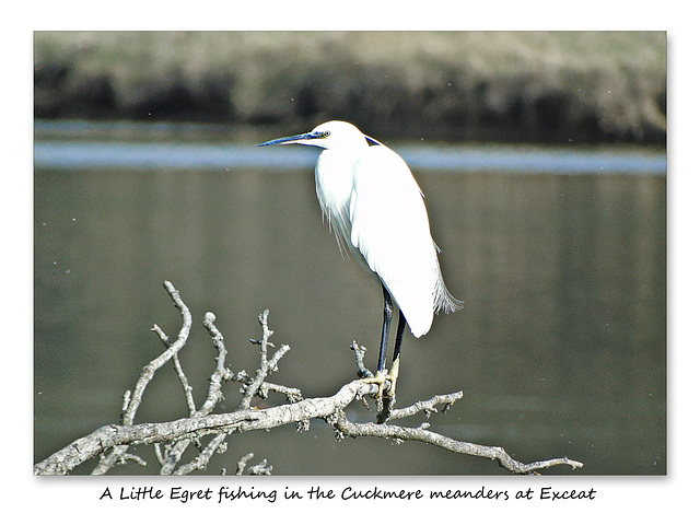 Little Egret fishing Cuckmere 21 10 2016
