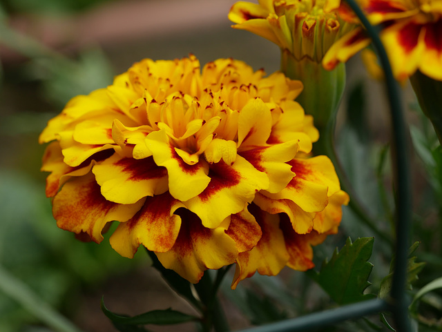 marigolds