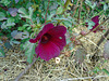 DSC01105 - hibisco ou kenaf Hibiscus cannabinus, Malvaceae