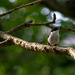 Pied Flycatcher - ring but no sign of his 'wife'