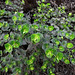 20191213-0813 Euphorbia rothiana Spreng.