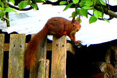 Red  squirrel...