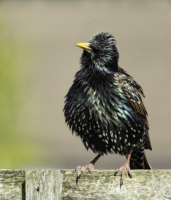Starling sitting on the fence