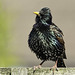 Starling sitting on the fence