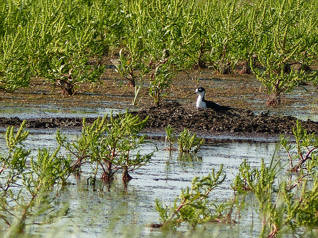 Black-necked Stilt on nest
