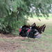 Day 5, Wild Turkeys, King Ranch, Norias Division