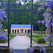 Lilac blue entrance