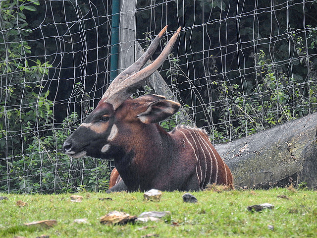 20170928 3093CPw [D~OS] Großer Kudu, Zoo Osnabrück