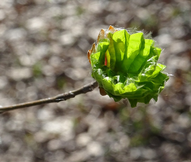 unfolding leaf