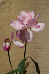 rose - Drôme