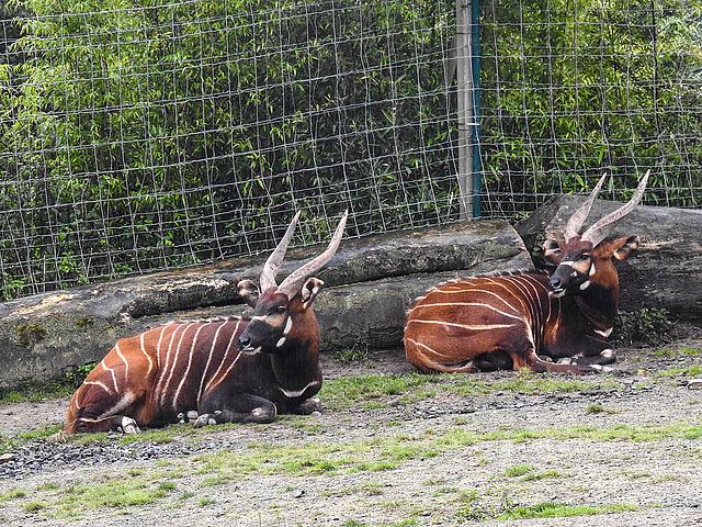 20170928 3094CPw [D~OS] Großer Kudu, Zoo Osnabrück