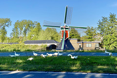 Geese and the Kikkermolen