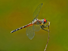 Dragonfly.  5281363.