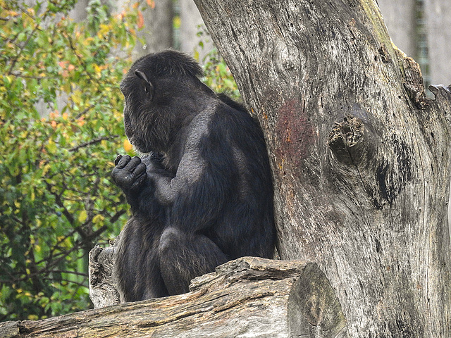 20170928 3096CPw [D~OS] Westafrikanischer Schimpanse (Pan troglodytes verus), Zoo Osnabrück