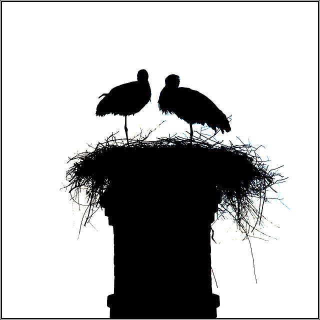 The Storks of Silves.