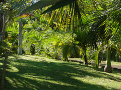 Le Parc des Palmiers