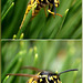 Wasp:  "And I'll catch you nevertheless, you stupid pine needle..." ©UdoSm