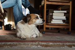 Jack Russell Terrier Clifford DSC00298