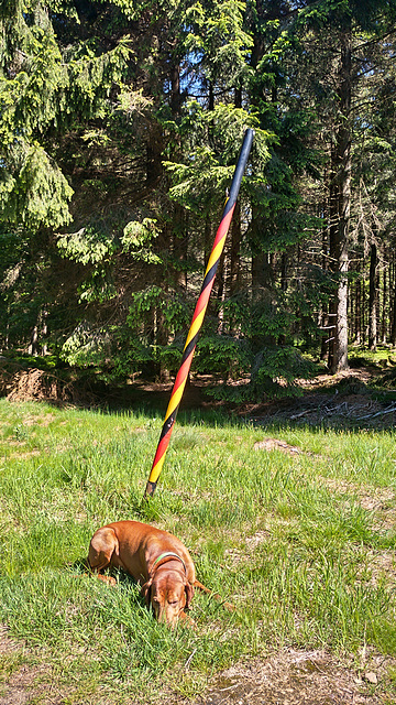 Hungarian dog lying in Bavaria in front of the Czek border marked by a German pole, taken by an Upper Palatinate photographer....