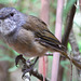 Siffleur olivâtre qui chante - Lieu : Australie