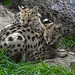 20170928 3099CPw [D~OS] Serval (Leptailurus serval), Zoo Osnabrück
