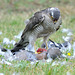 Sparrow Hawk drops in for lunch