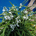 Allium triquetrum, Penedos