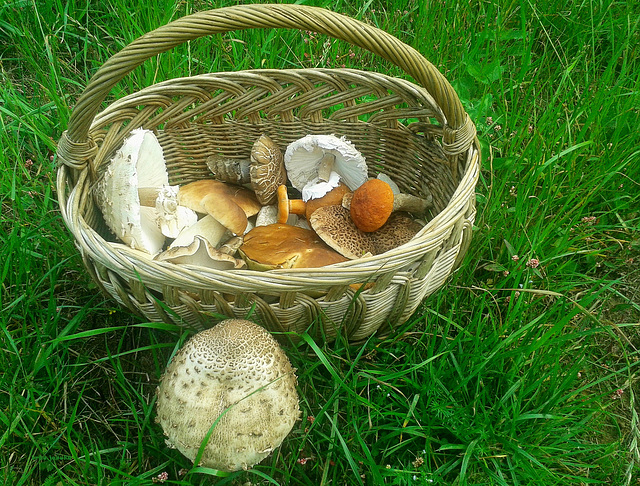 Mushroom gatherer basket
