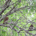 Day 5, Ferruginous Pygmy-Owl, King Ranch, Texas