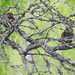 Day 5, Ferruginous Pygmy-Owl pair, King Ranch