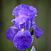 Iris with Water Droplets