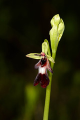Ophrys insectifera - 2021-06-14_D4_DSC6031