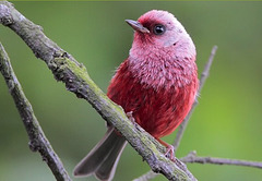 Paruline à tête rose (Cardellina versicolor) - Lieu : Guatemala - Ordre des Passériformes - Famille des Parulidés.
