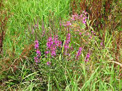 Purple Loosestife near Overley Farm