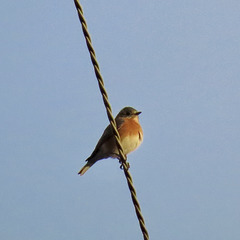 Eastern bluebird on TVA line at dawn