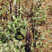 20191213-0994 Striga gesnerioides (Willd.) Vatke